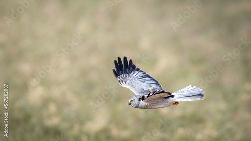 Hunting hen harrier flying low photo