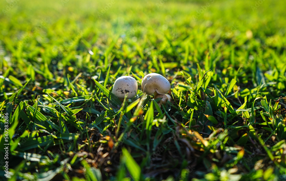 Two small champignons on a background of green grass Two small champignons on a background of green grass