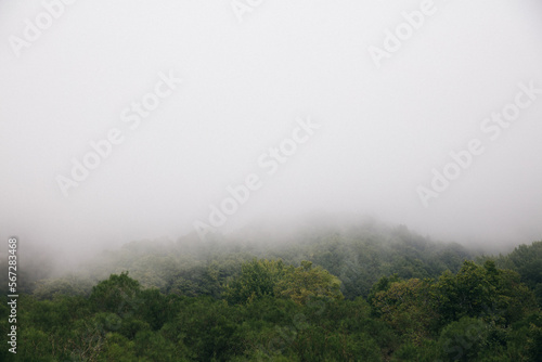 mountain trees in fog and clouds, Sicily, Italy