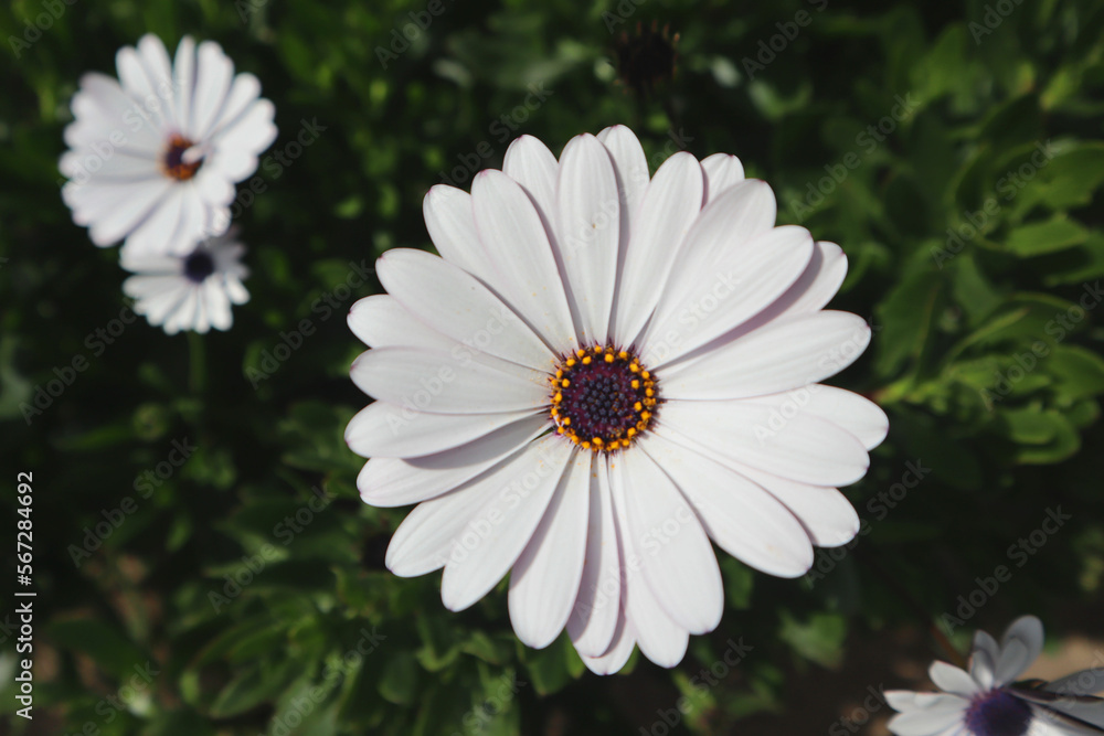 daisy flower, daisy, colorful, blooming, growth, seasonal, medicine, chamomile flowers, cosmo, romantic, elegance, tropical, wildflower, spring flowers, grow, outdoors, countryside, leaf, botanical, w daisy flower, daisy, colorful, blooming, growth, seasonal, medicine, chamomile flowers, cosmo, romantic, elegance, tropical, wildflower, spring flowers, grow, outdoors, countryside, leaf, botanical, w