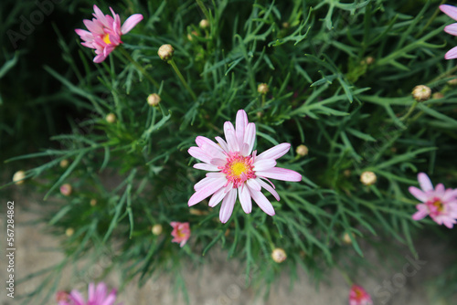 Pink daisy flowers in the garden