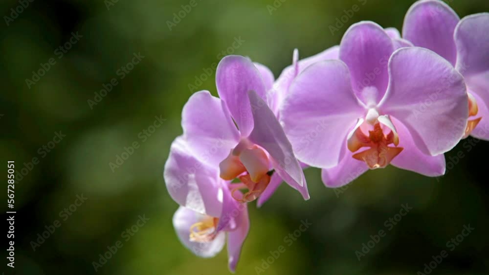 Purple Orchid branch on green natural background
Purple Orchid branch on green natural background