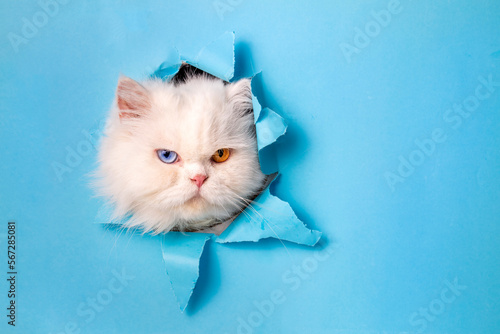 Cute white cat animal climb...