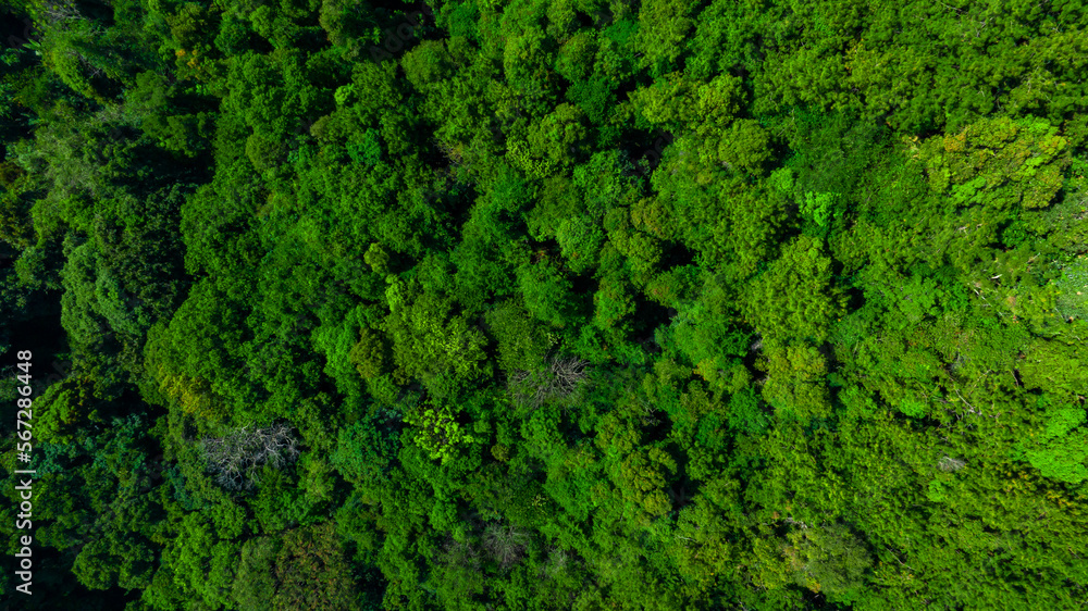 Nature green forest aerial view. Aerial view tree, forest ecosystem and health concept and background, texture of green forest from above.Nature conservation concept.