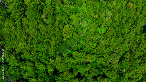 Wallpaper Mural Nature green forest aerial view. Aerial view tree, forest ecosystem and health concept and background, texture of green forest from above.Nature conservation concept. Torontodigital.ca