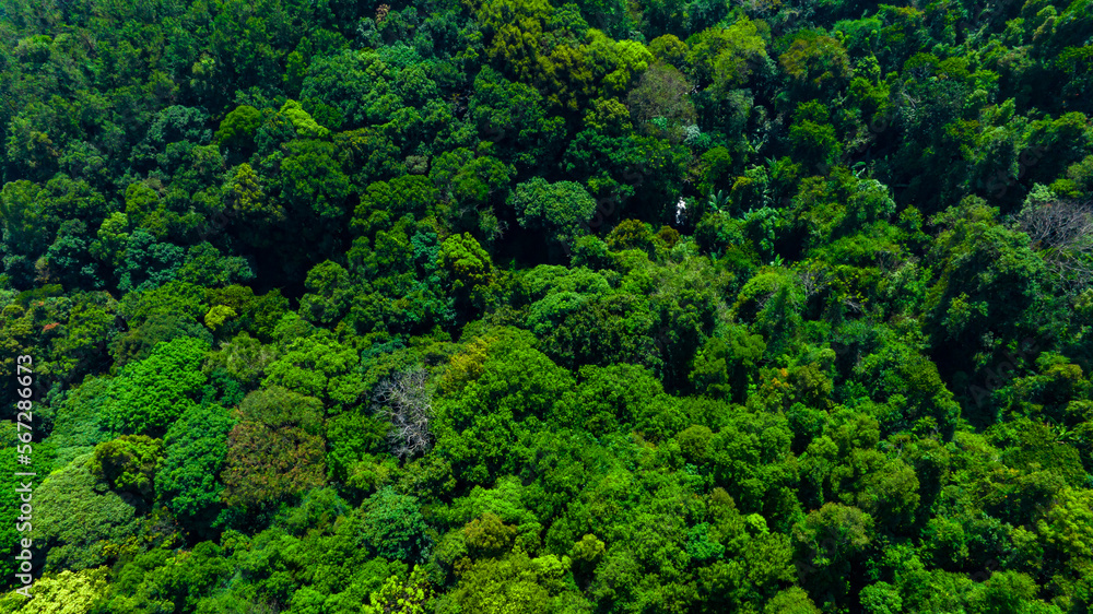 Nature green forest aerial view. Aerial view tree, forest ecosystem and health concept and background, texture of green forest from above.Nature conservation concept. Nature green forest aerial view. Aerial view tree, forest ecosystem and health concept and background, texture of green forest from above.Nature conservation concept.