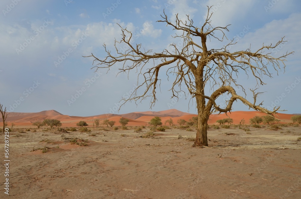 Lonesome tree at Sossusblei NP, Namibia