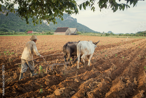 traditional plowing with cows in Cuba