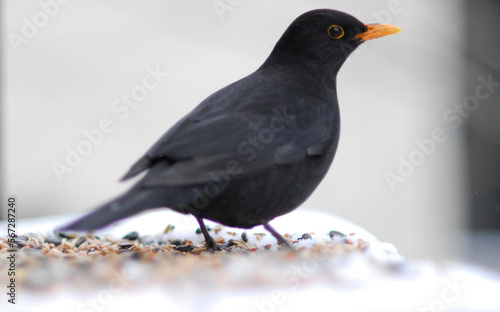 Blackbird in winter © Tobias Seeliger