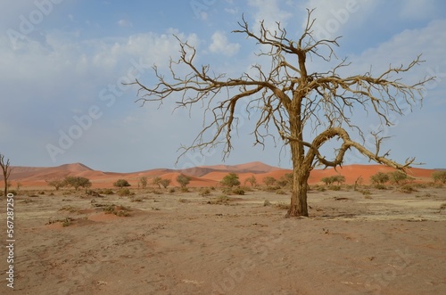 Lonesome tree at Sossusblei NP, Namibia © Christian