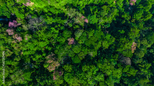 Nature green forest aerial view. Aerial view tree, forest ecosystem and health concept and background, texture of green forest from above.Nature conservation concept.