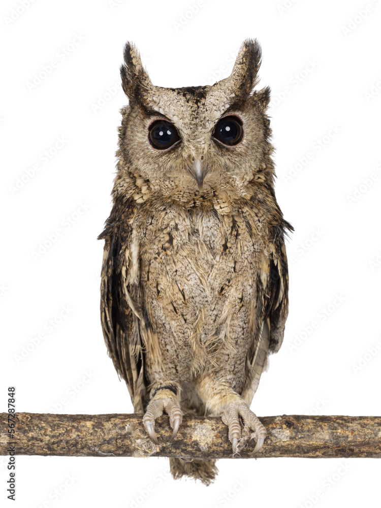 Cute brown Indian Scops owl aka Otus bakkamoena, sitting on branch