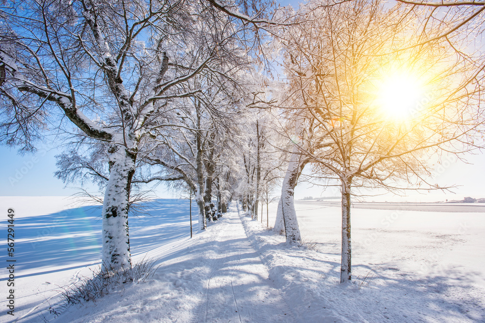 Weg in einer Allee im Winter Weg in einer Allee im Winter