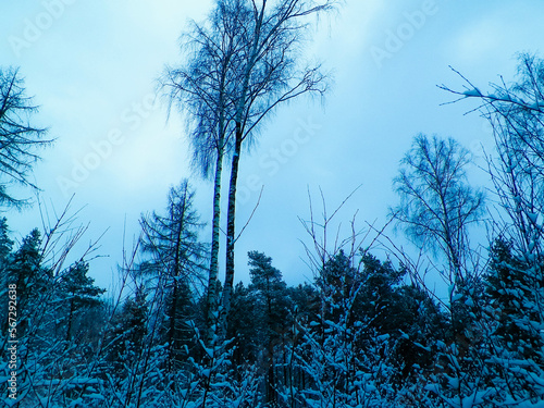 Winter forest landscape.