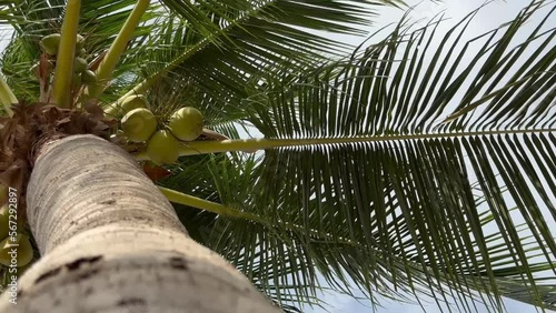Bottom view of a coconut bunch on a palm tree blown by the ocean breeze. Bottom view of palm trees with coconuts in a tropical climate in windy weather. High quality 4k footage