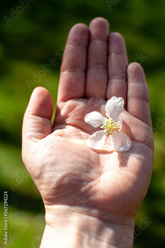 Close-up of pink apple tree blossoms in a hand. Spring floral background with apple flowers.  Blooming