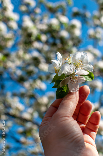 Close-up of pink apple tree blossoms in a hand. Spring floral background with apple flowers.  Blooming