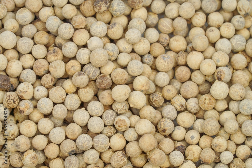 white pepper seed for cooking on background isolate white pepper seed for cooking on background isolate