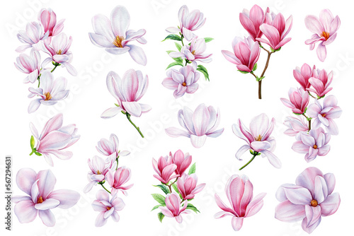 Botanical flowers set with magnolia flowers. Isolated elements with Magnolia flower. Watercolor hand drawn illustration