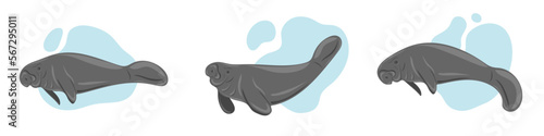 Manatees. Sea cows swimming underwater. Set of marine dwellers. Concept of sea and ocean life. Vector illustration