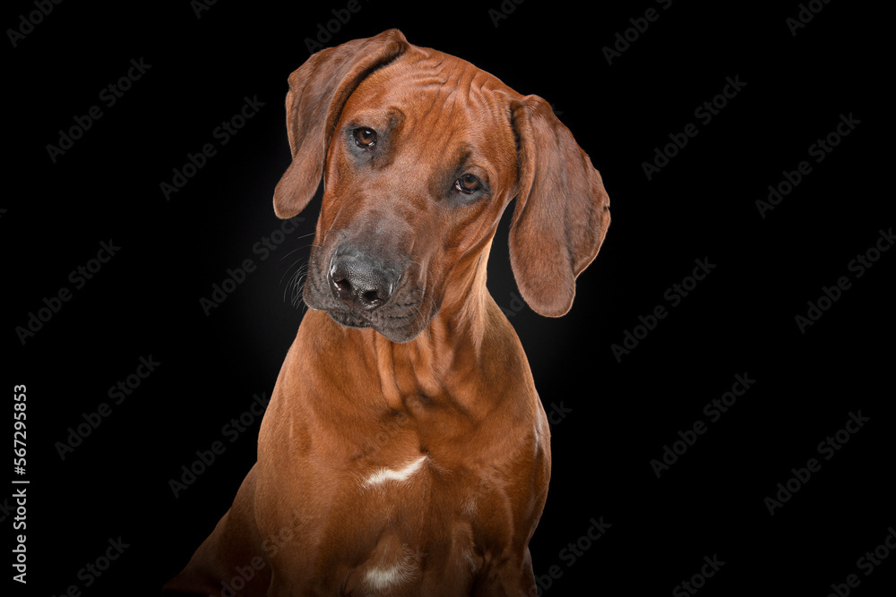Portrait of a rhodesian ridgeback dog on a black background