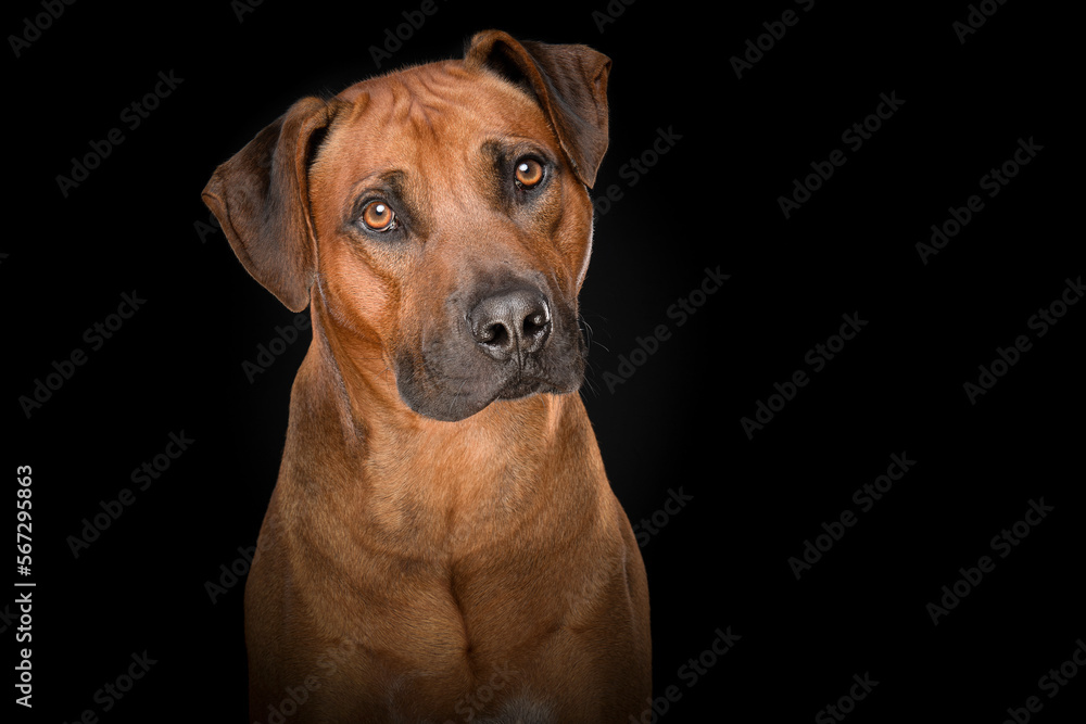 Portrait of a rhodesian ridgeback dog on a black background Portrait of a rhodesian ridgeback dog on a black background