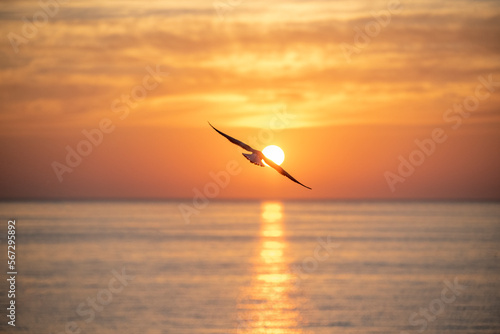 seagull on sunset