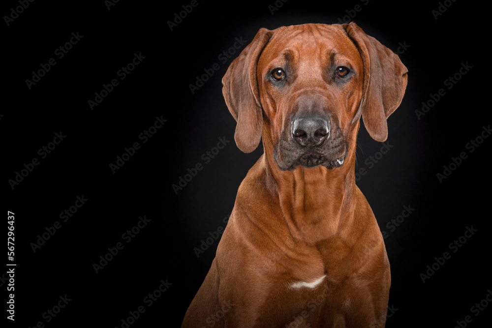 Portrait of a rhodesian ridgeback dog on a black background looking at the camera Portrait of a rhodesian ridgeback dog on a black background looking at the camera
