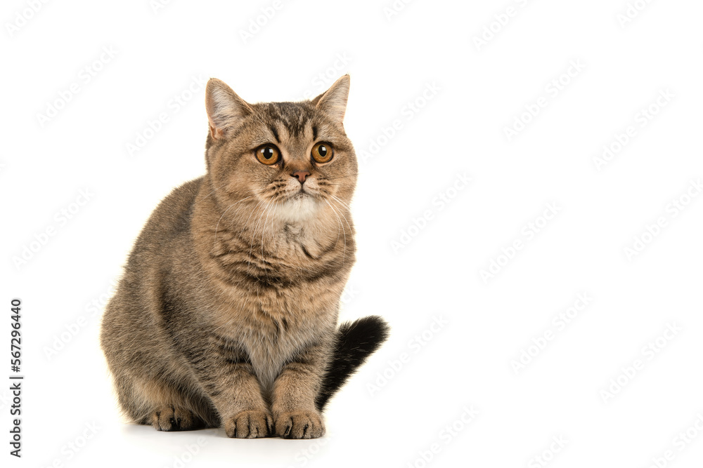 Pretty gold tabby british shorthair cat looking up isolated on a white background