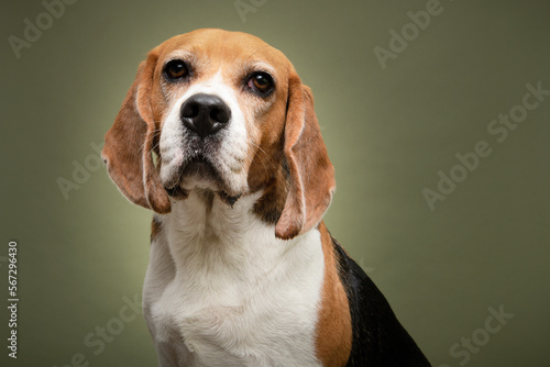 Portrait of a beagle dog looking at the camera on a green background