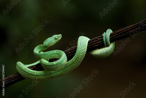 Green side striped palm viper also called "Bothriechis lateralis" on a tree branch in a dark green environment