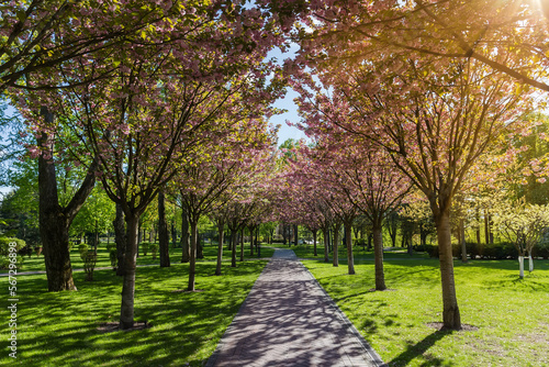 Alley of blooming cherry blossom trees in spring park backlit