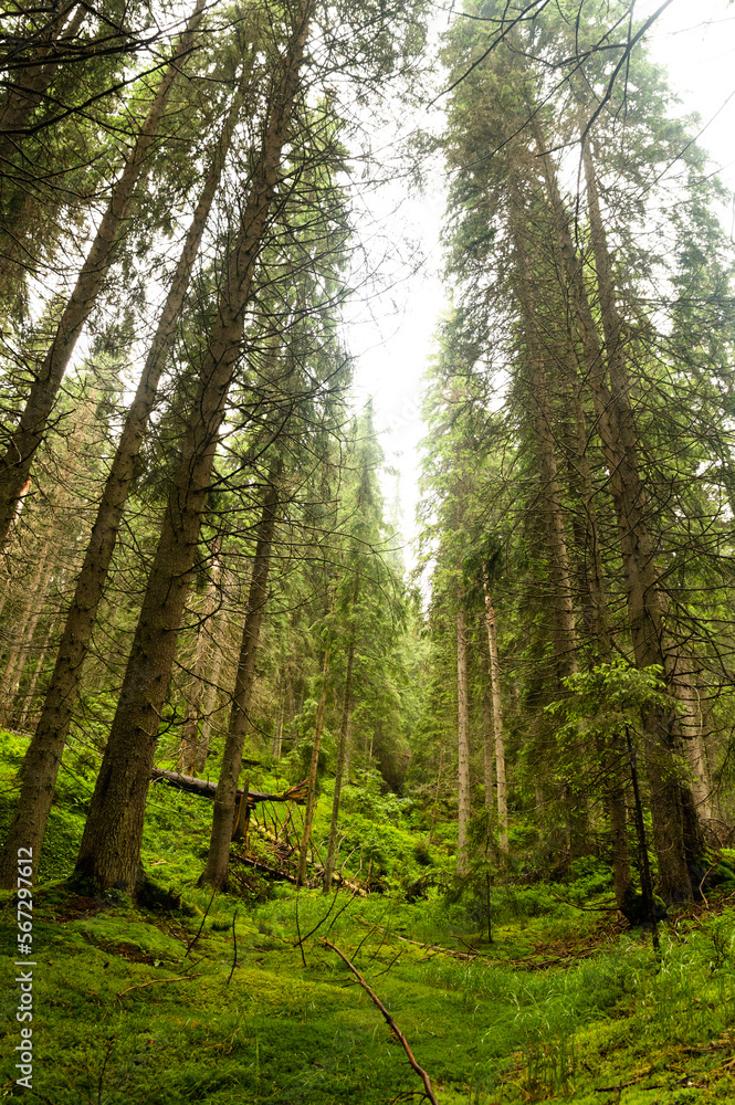 Obraz premium Beautiful summer forest with different trees 