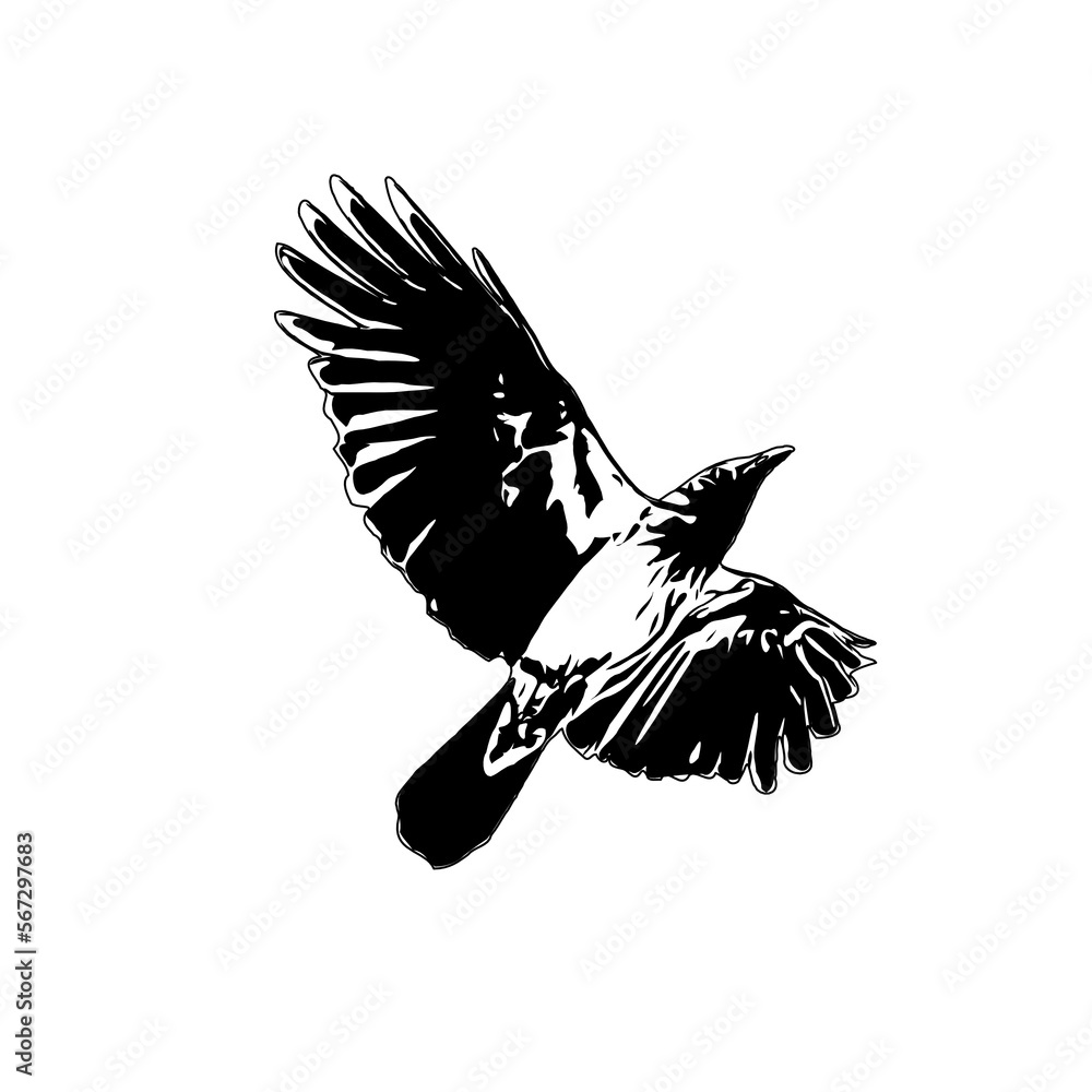 Fototapeta premium Black and white sketch of a flying bird with transparent background