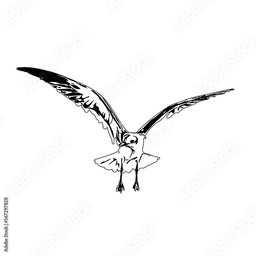 Black and white sketch of a flying bird with transparent background