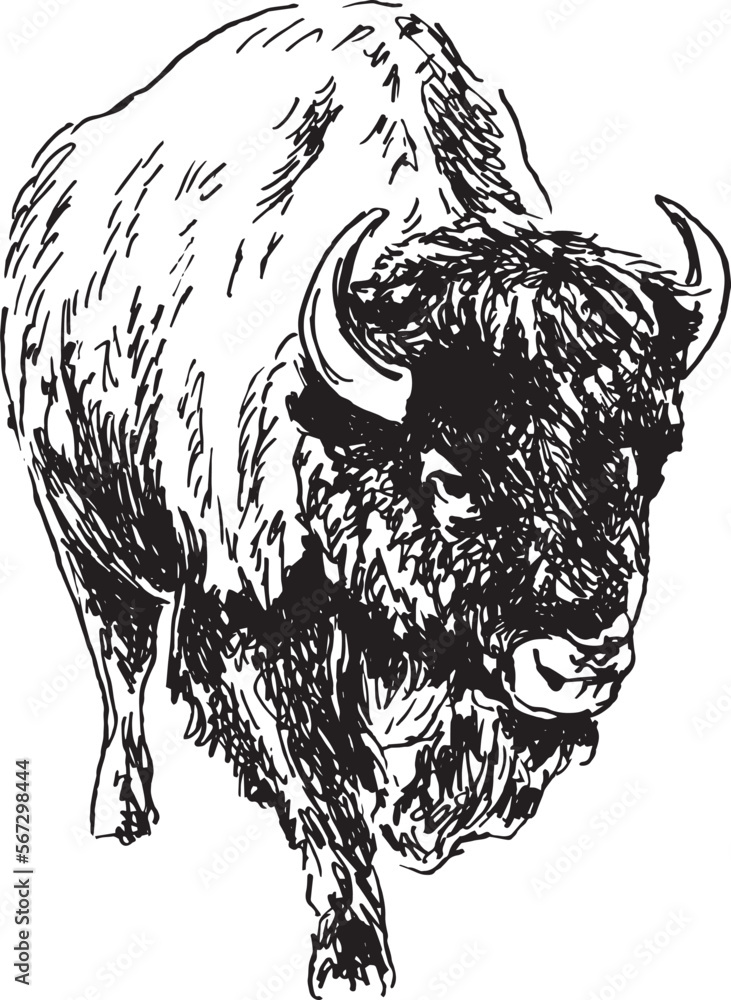 Fototapeta premium Hand sketch bison. Vector illustration.