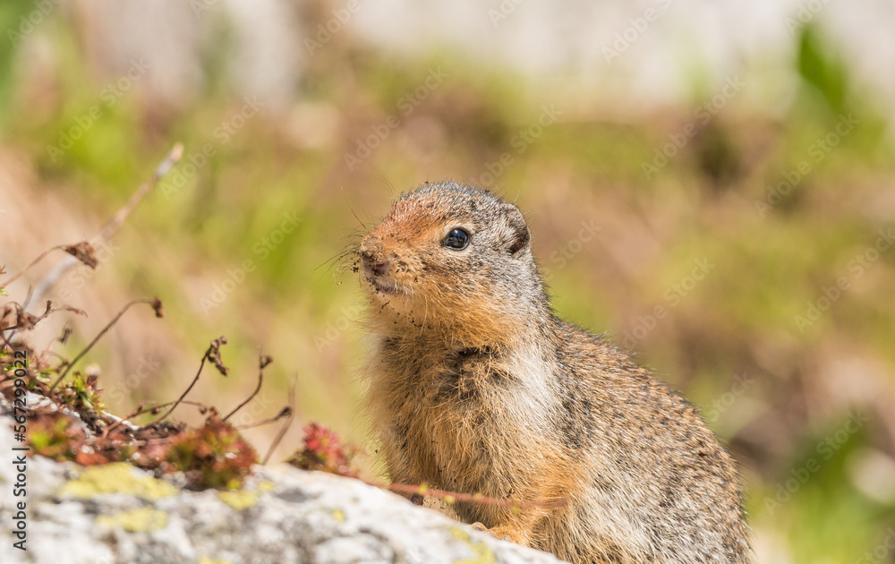 Cute ground squirrel sitting on a rock on the hiking trail toward Eva lake in Mount Revelstoke National park, British Columbia, Canada Cute ground squirrel sitting on a rock on the hiking trail toward Eva lake in Mount Revelstoke National park, British Columbia, Canada