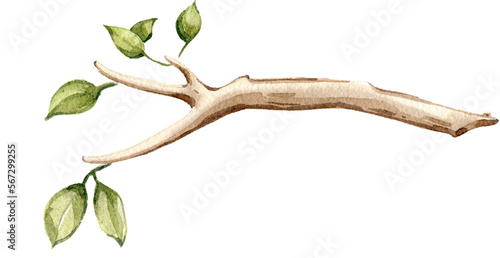 Watercolor wooden bough. Wood trunk, rustic natural design. Hand drawn tree branch isolated on transparent background in cartoon style