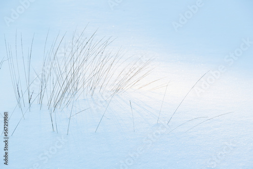 Dry coastal grass standing in a snowdrift on a winter day