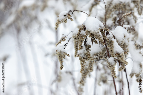 Dry fluffy flowers are under snow, natural winter background
