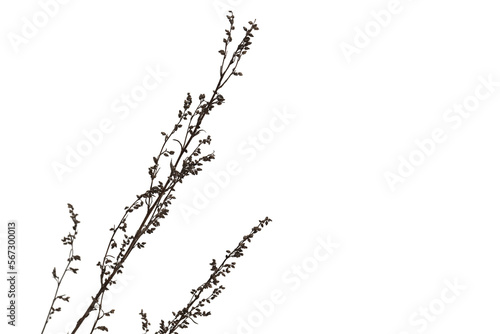 Dry sagebrush isolated on white, close up winter photo photo