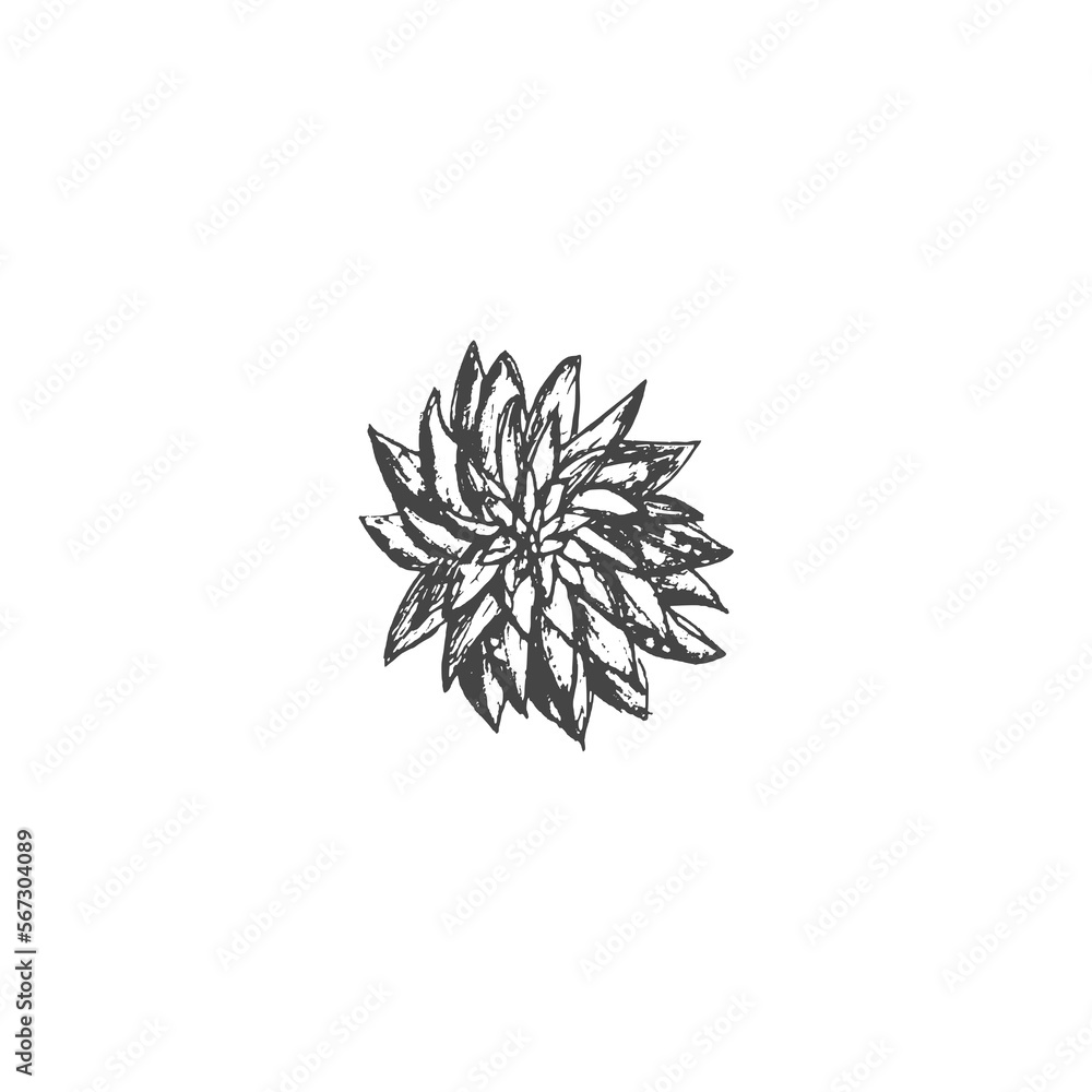 Flower graphics illustration sketch isolated on white background Flower graphics illustration sketch isolated on white background