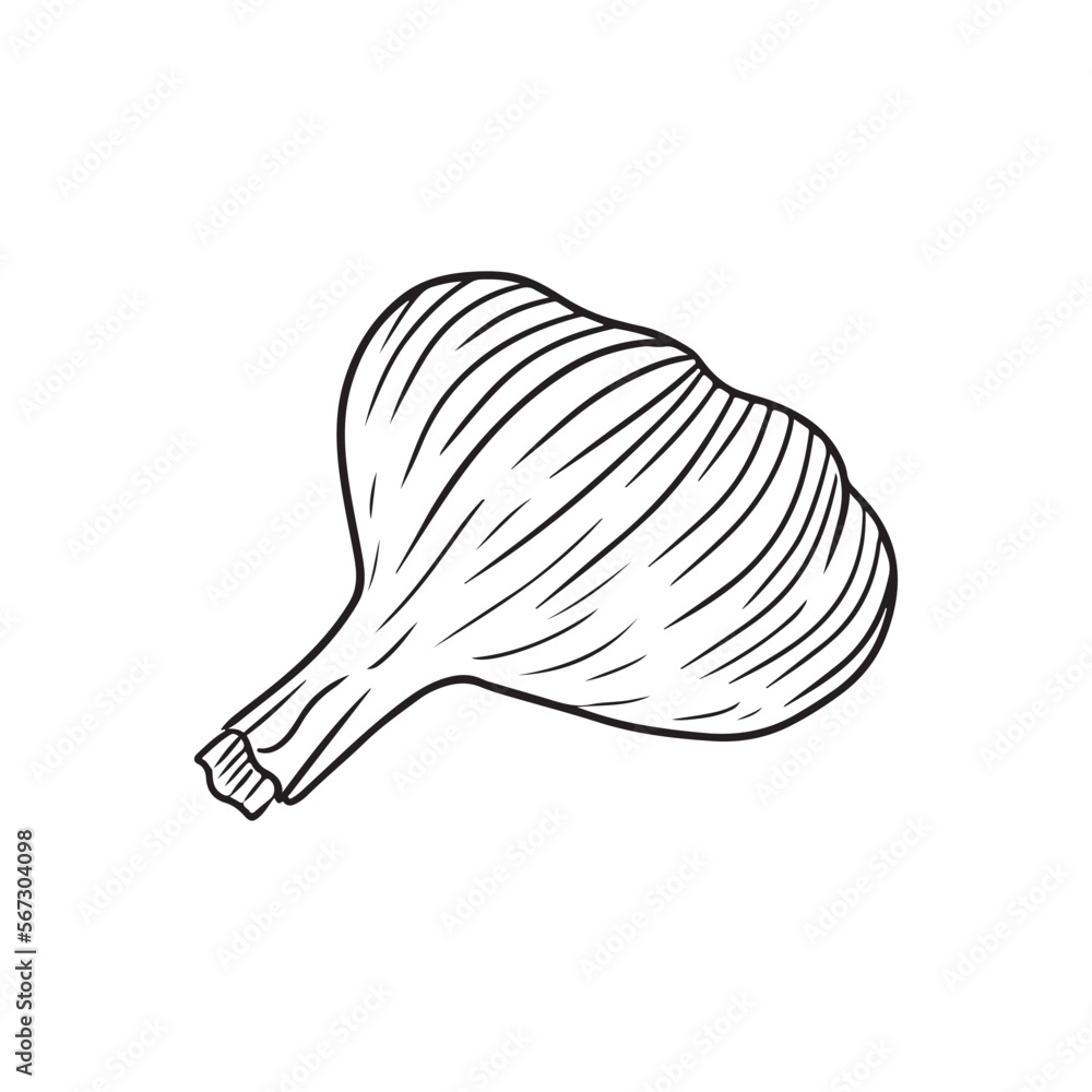 Realistic back garlic illustration in black isolated on white background. Hand drawn vector sketch illustration in doodle engraved vintage outline . Spice,vegetable, ingredient, tasty, healthy food. Realistic back garlic illustration in black isolated on white background. Hand drawn vector sketch illustration in doodle engraved vintage outline . Spice,vegetable, ingredient, tasty, healthy food.