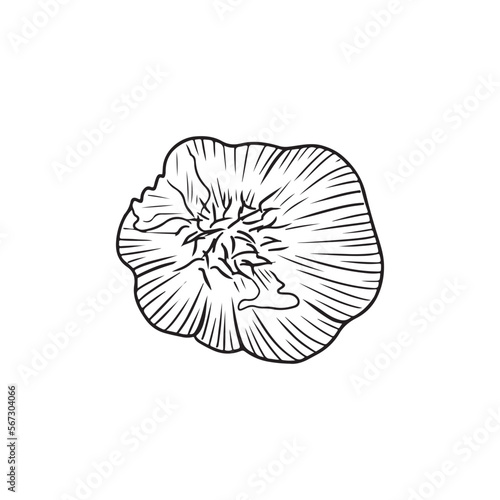 Realistic back garlic illustration in black isolated on white background. Hand drawn vector sketch illustration in doodle engraved vintage outline . Spice vegetable  ingredient  tasty  healthy food.