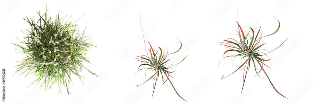 wild field grass, top view, isolated on white background, 3D illustration, cg render wild field grass, top view, isolated on white background, 3D illustration, cg render