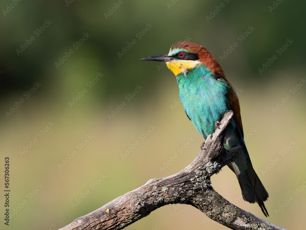 European bee-eater, Merops apiaster. In the early morning a beautiful bird sits on a dry branch