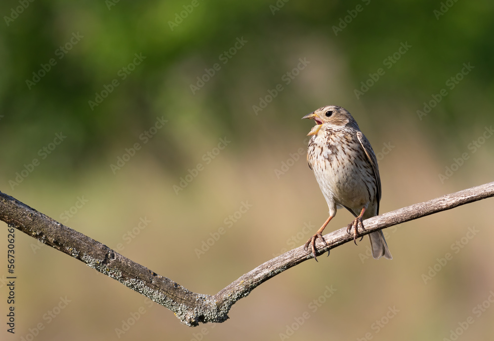 Corn bunting, Emberiza calandra. The male sings while sitting on a branch Corn bunting, Emberiza calandra. The male sings while sitting on a branch