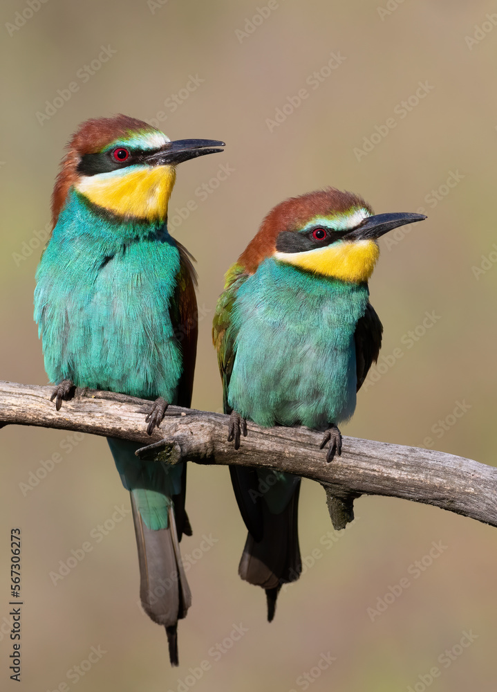 custom made wallpaper toronto digitalEuropean bee-eater, Merops apiaster. Male and female sitting on a branch