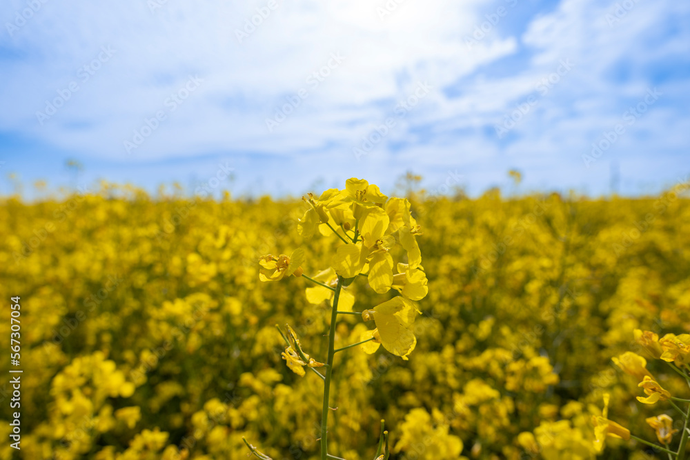 rape field in bloom and blue sky rape field in bloom and blue sky