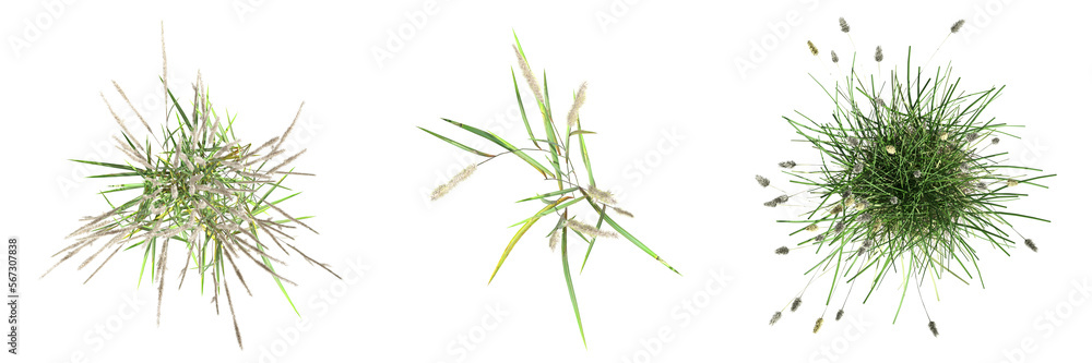 wild field grass, top view, isolated on a transparent background, 3D illustration, cg render wild field grass, top view, isolated on a transparent background, 3D illustration, cg render